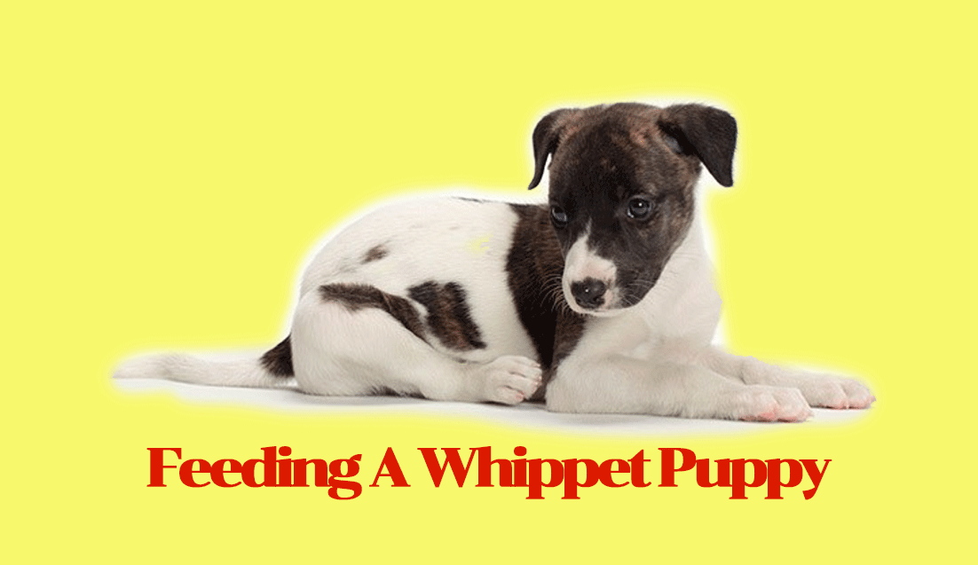 Feeding A Whippet Puppy- When, What, Where As well as Just how